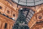 Milano. Acceso l'albero Swarovski in Galleria: il magico Natale inizia.
